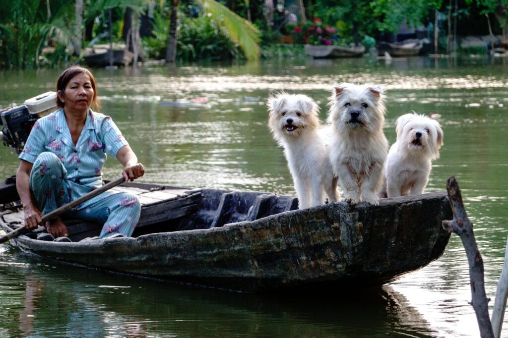 dogs, white, river, boat, nature, water, vietnam lifestyle, people, woman, vietnamese